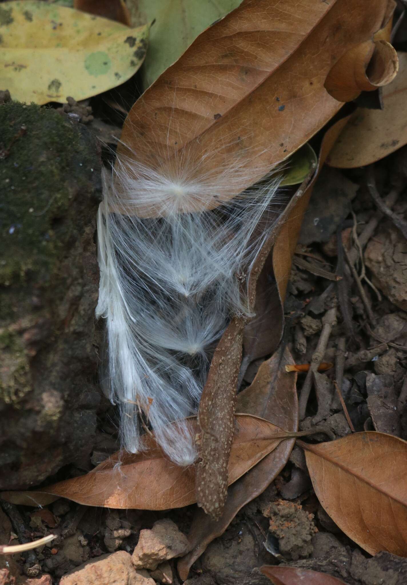 Image of Genianthus laurifolius (Roxb.) Hook. fil.