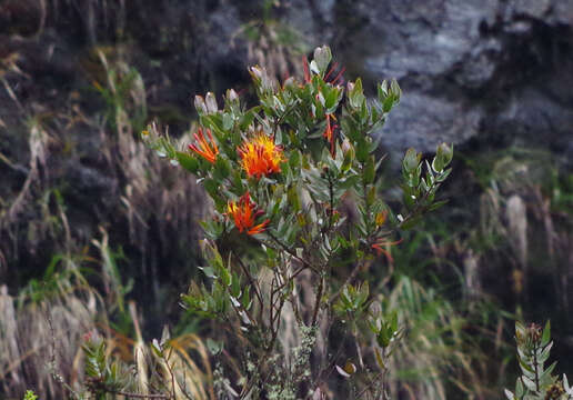 Слика од <i>Tristerix longibracteatus</i>