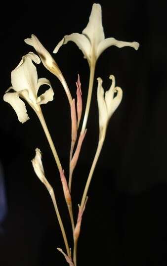 Imagem de Gladiolus leptosiphon F. Bolus