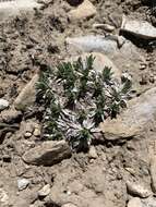 Image of stemless mock goldenweed