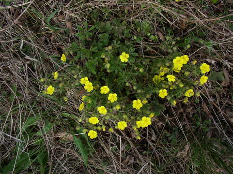 Image of Potentilla heptaphylla L.