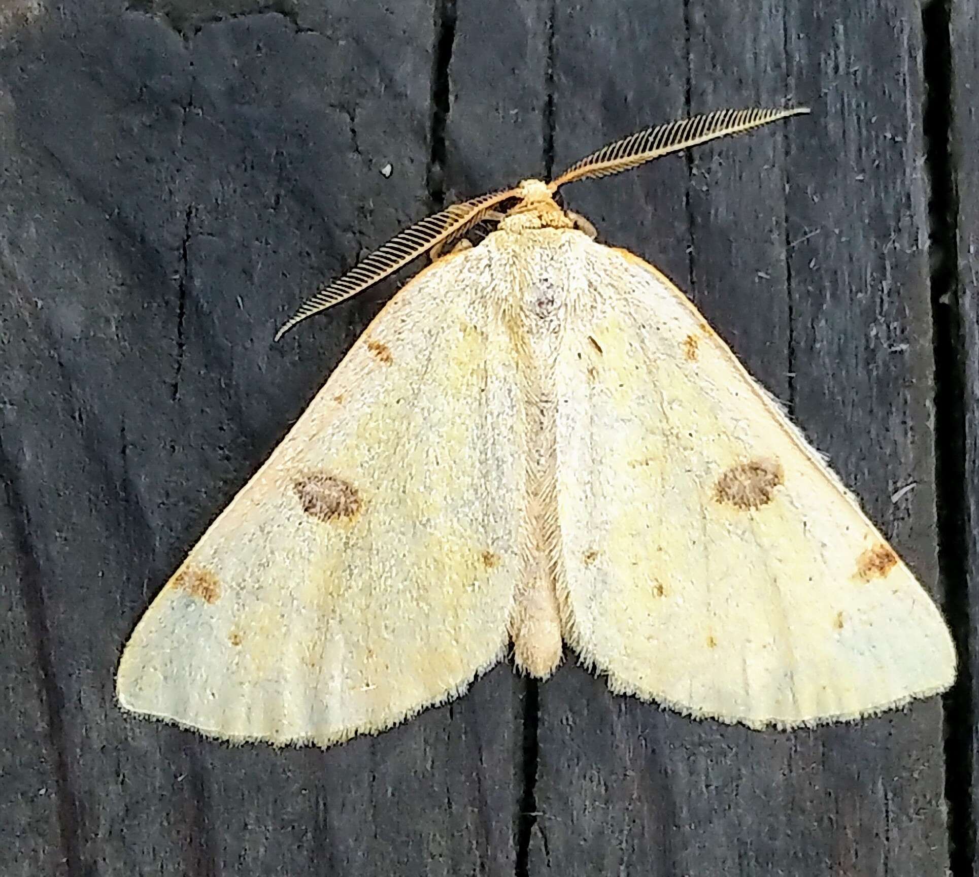 Image of Sulphur Moth