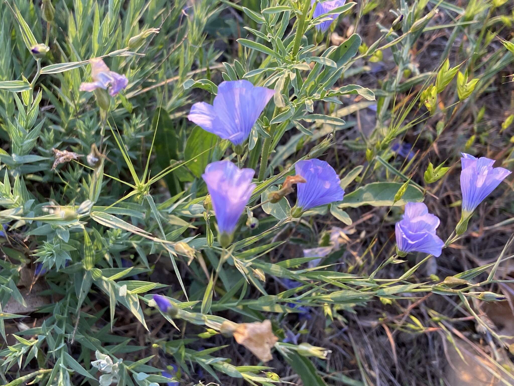 Imagem de Linum nervosum Waldst. & Kit.