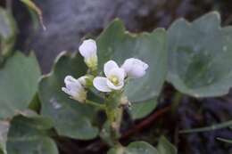 Image de Cardamine pachystigma (S. Watson) Rollins