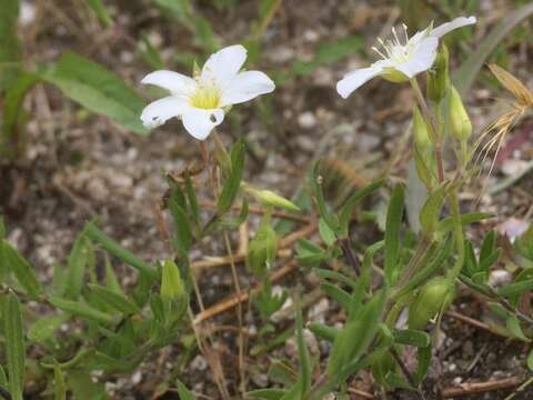 Image de Arenaria montana L.