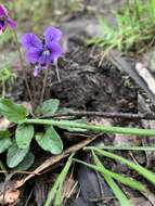 Image of Viola betonicifolia subsp. betonicifolia