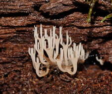 Image of Artomyces colensoi (Berk.) Jülich 1982