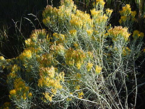 Image of Ericameria nauseosa var. turbinata (M. E. Jones) G. L. Nesom & G. I. Baird