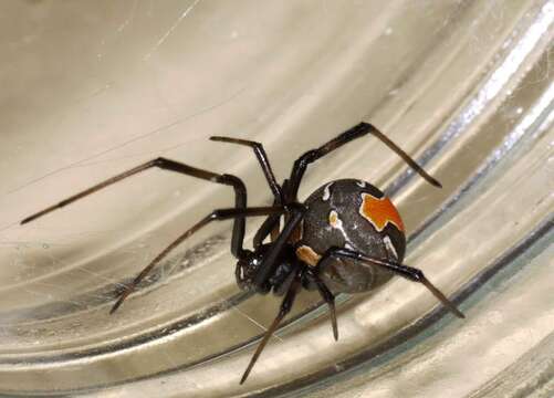 Image of Redback spider