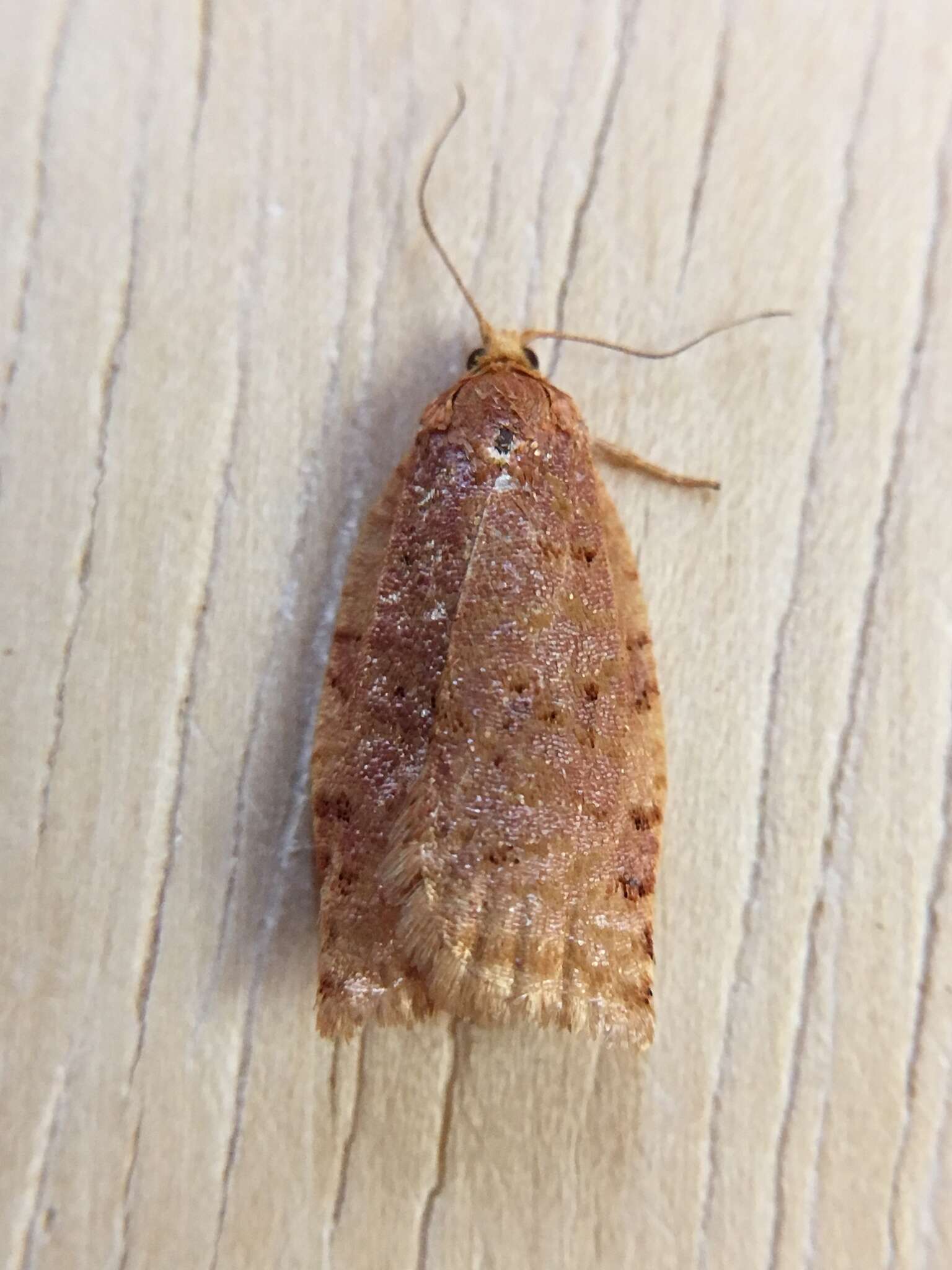 Image of Ugly-nest Caterpillar