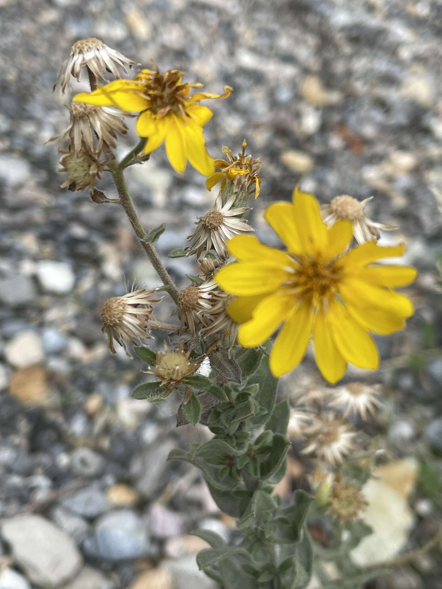 Image of Heterotheca utahensis G. L. Nesom