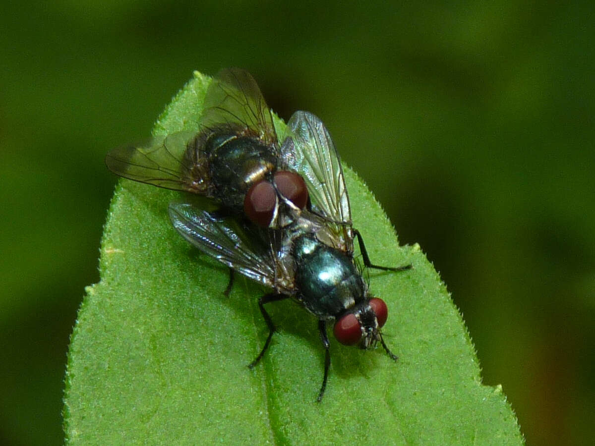 Image of Eudasyphora cyanicolor (Zetterstedt 1845)