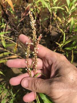 Plancia ëd Persicaria glabra (Willd.) Gomez de la Maza