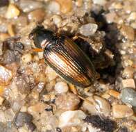 Image of Bembidion (Odontium) confusum Hayward 1897