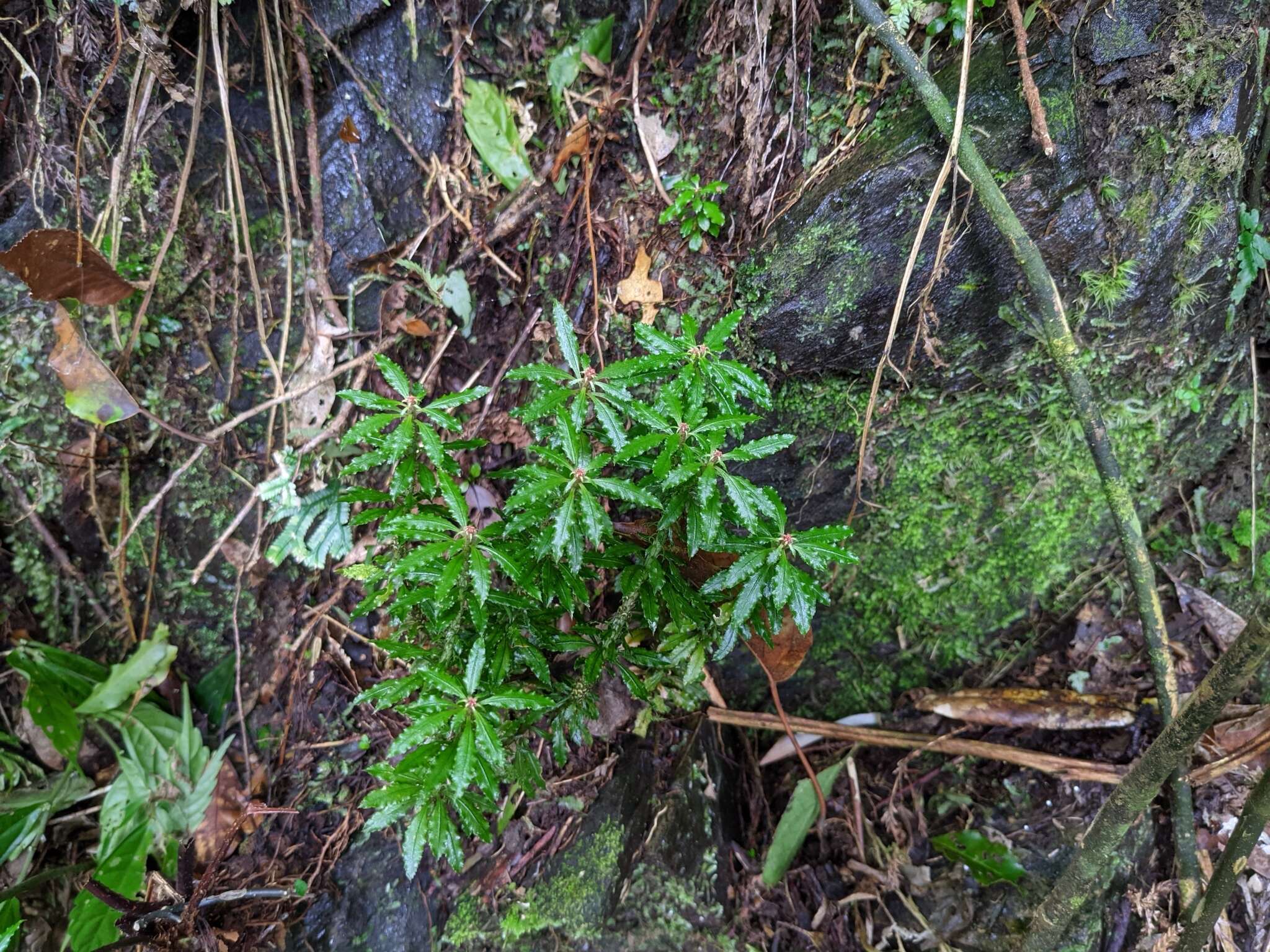 Imagem de Huperzia javanica (Sw.) Fraser-Jenk.