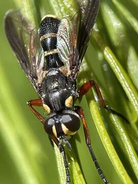 Image of Cylindromyia nigricosta Malloch 1930