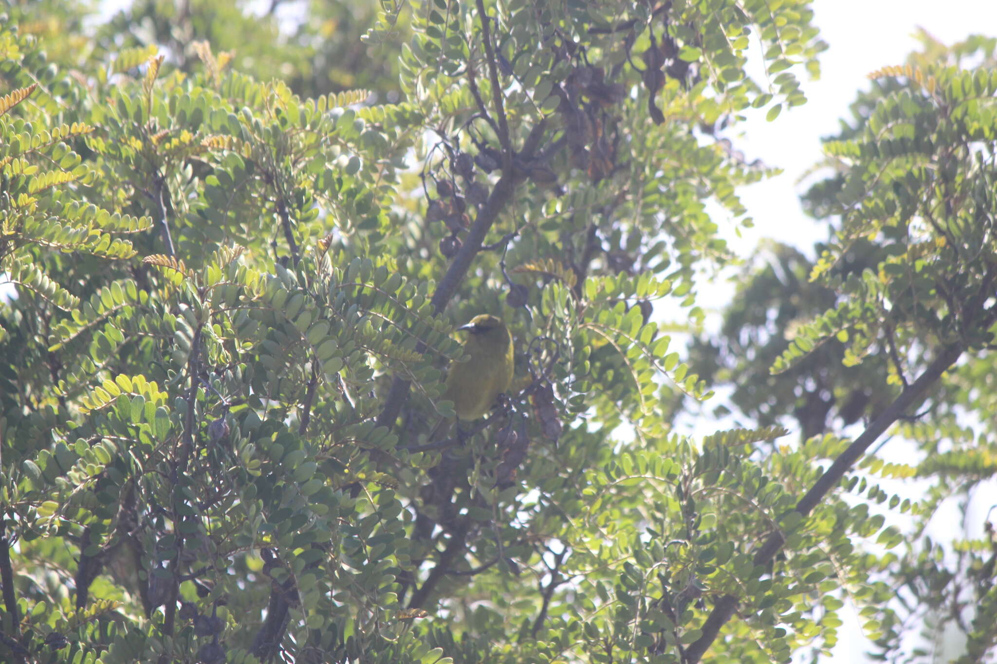 Chlorodrepanis virens wilsoni (Rothschild 1893)的圖片