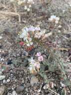 Image of Booth's evening primrose