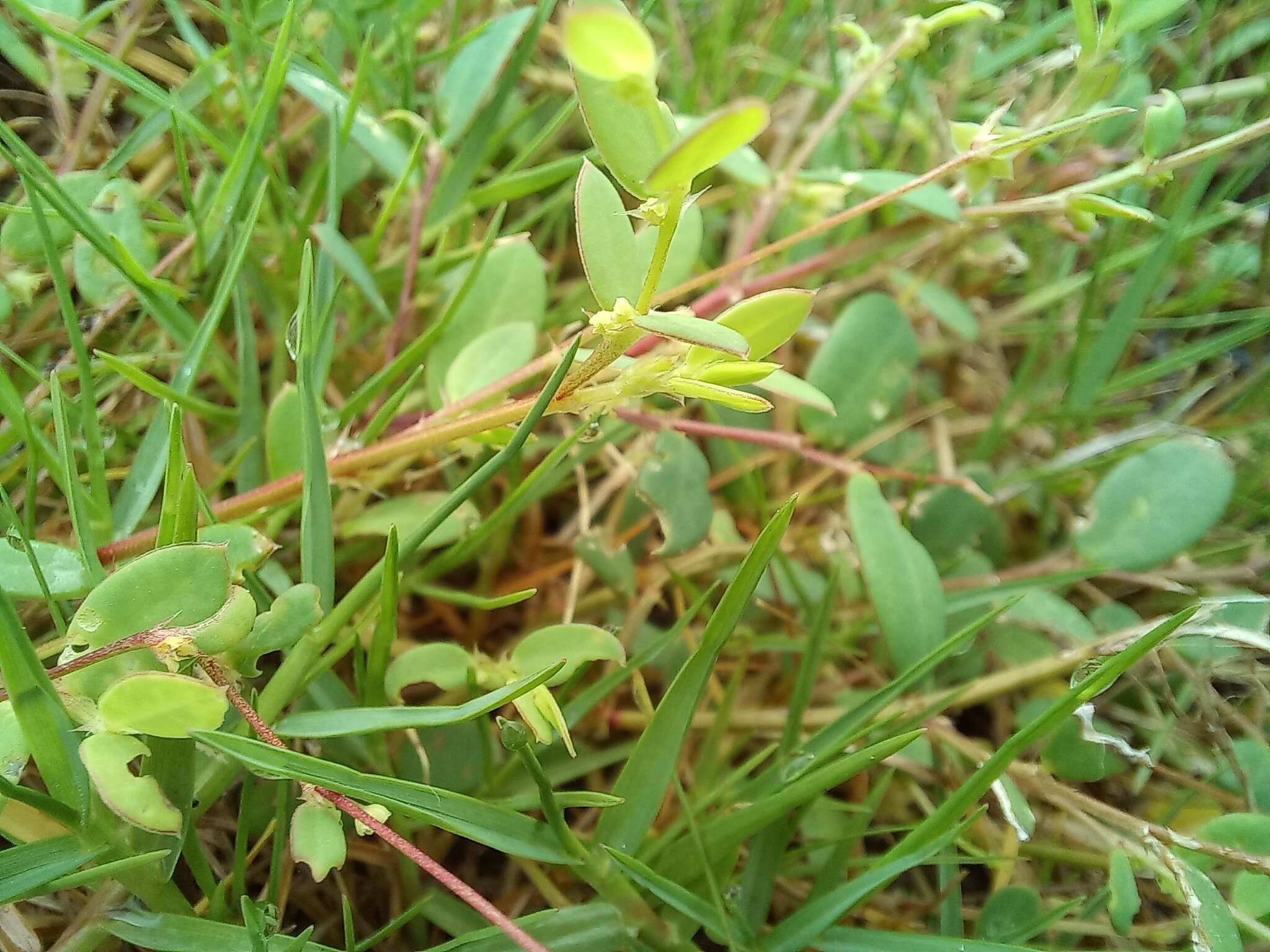 Image of Synostemon bacciformis (L.) G. L. Webster