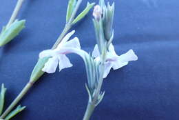 Image of Chascanum cernuum (L.) E. Mey.