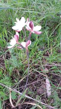 Image of Hesperantha falcata (L. fil.) Ker Gawl.