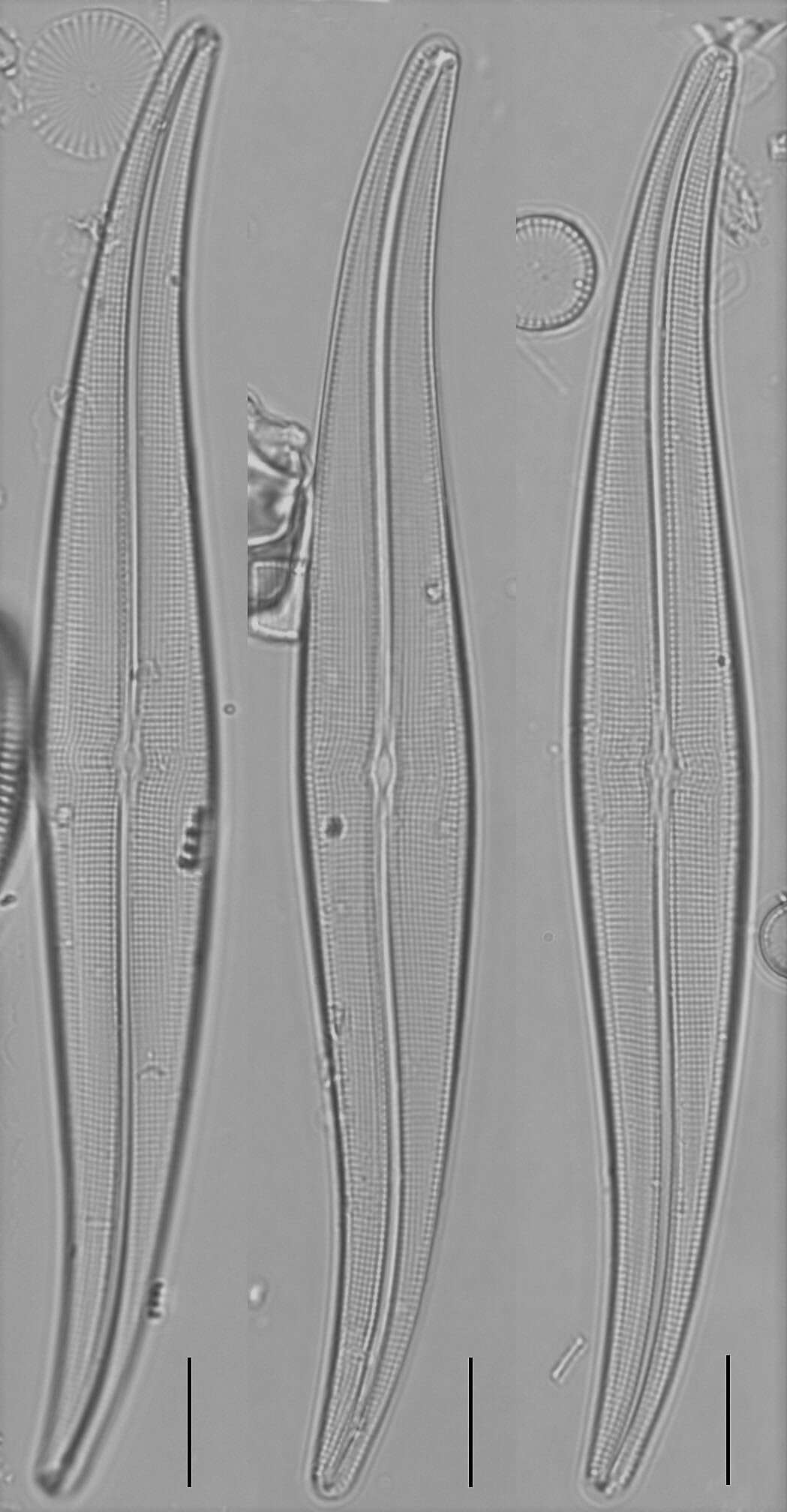 Слика од Gyrosigma acuminatum