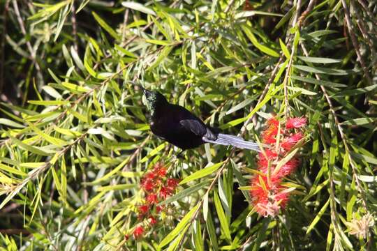 Nectarinia tacazze (Stanley 1814)的圖片