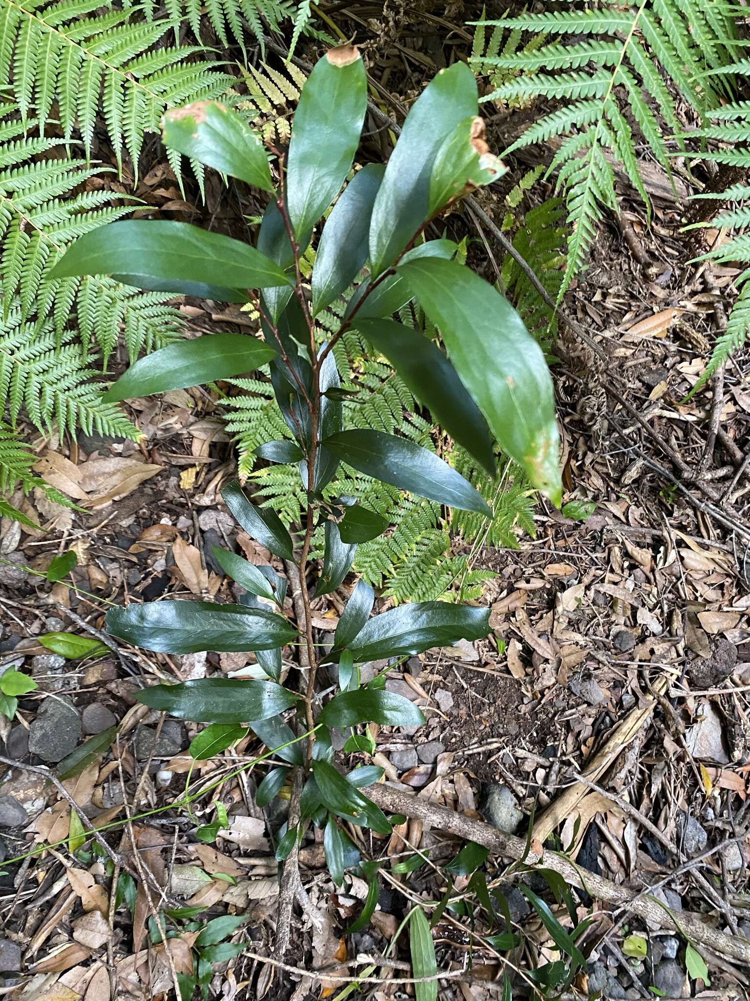 Image of Stenocarpus salignus R. Br.