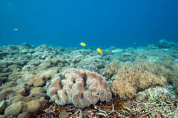 Image of Foxface rabbitfish