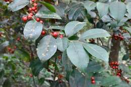 Imagem de Ilex pubescens Hook. & Arn.