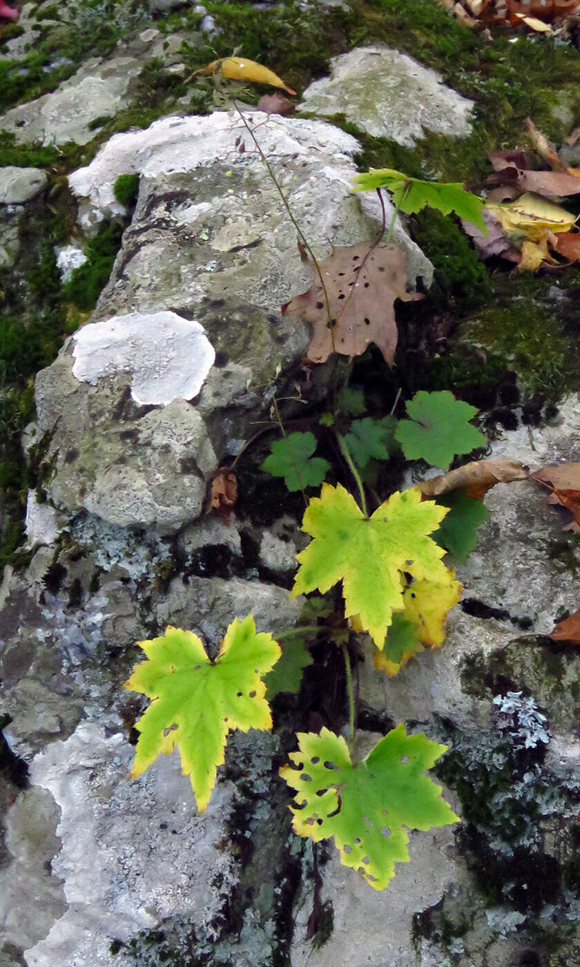 Image of hairy alumroot