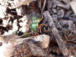 Carabus (Tachypus) auratus lotharingus Dejean 1826 resmi