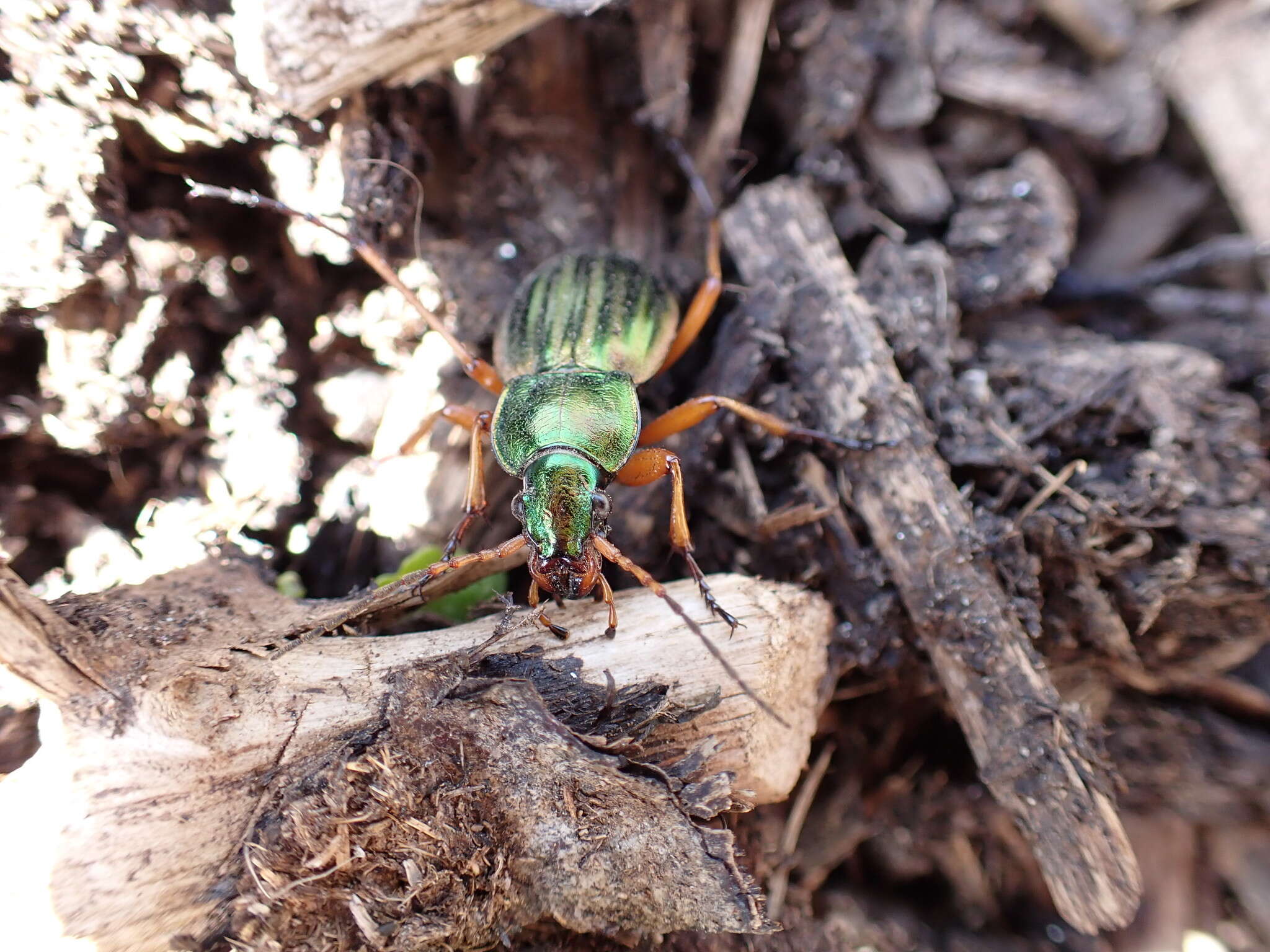 Imagem de Carabus (Tachypus) auratus lotharingus Dejean 1826