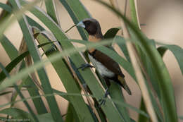 Image of Chestnut-breasted Mannikin