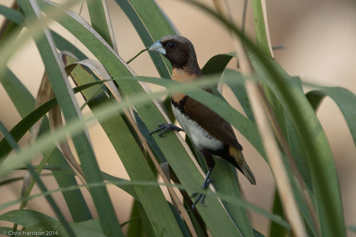 Plancia ëd Lonchura castaneothorax (Gould 1837)