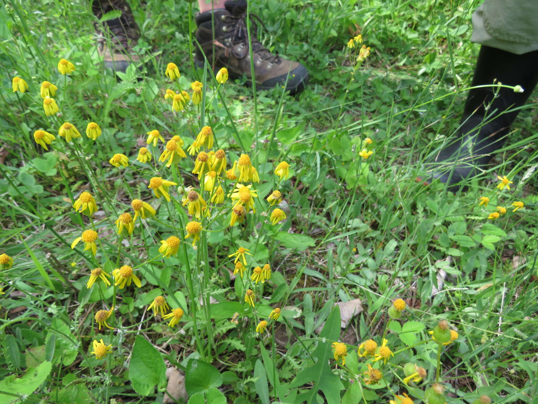 Image of balsam groundsel