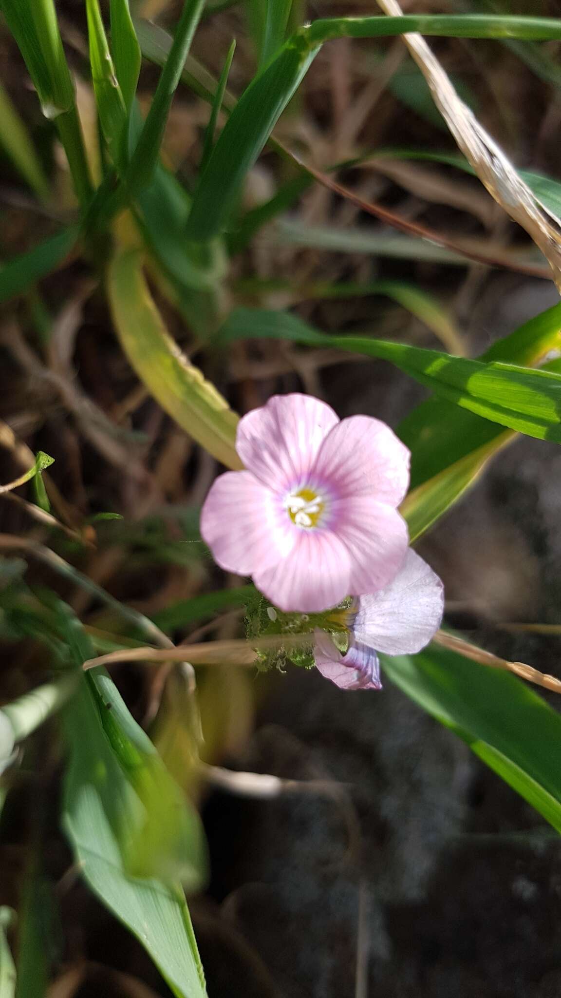 Image of Linum pubescens Banks & Solander