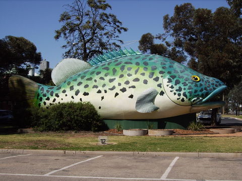 Image of Murray cod