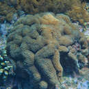 Image of lobed cactus coral