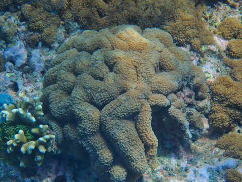 Image of lobed cactus coral