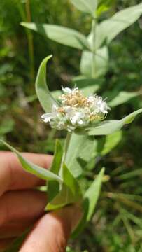 Image of Sierra mint