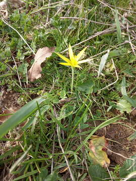 Image of Gagea reticulata (Pall.) Schult. & Schult. fil.