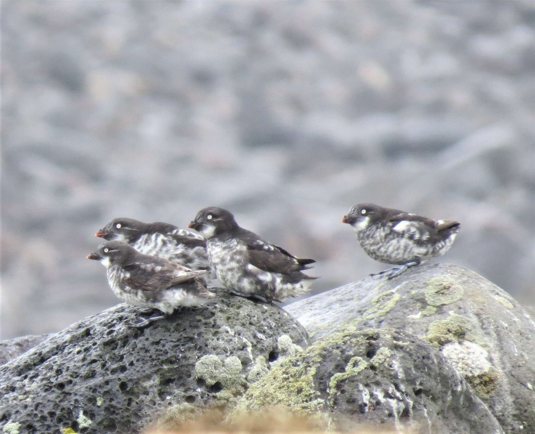 Image of Least Auklet