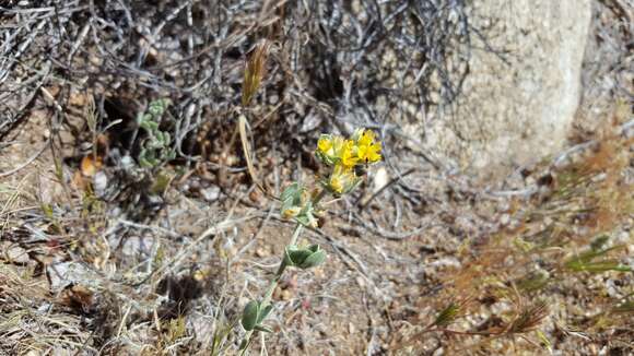 Image de <i>Acmispon argophyllus</i>