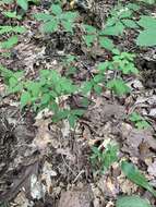 Image of violet lespedeza