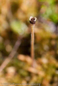 Image of Hairy Butterwort