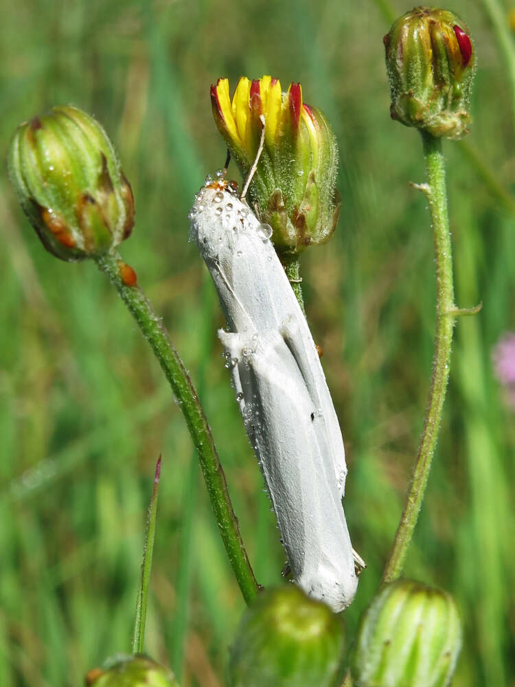 Image of <i>Coscinia chrysocephala</i>