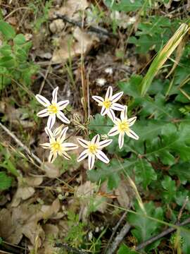 Image of Henderson's triteleia