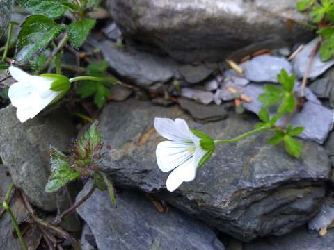 Image of Geranium suzukii Masam.