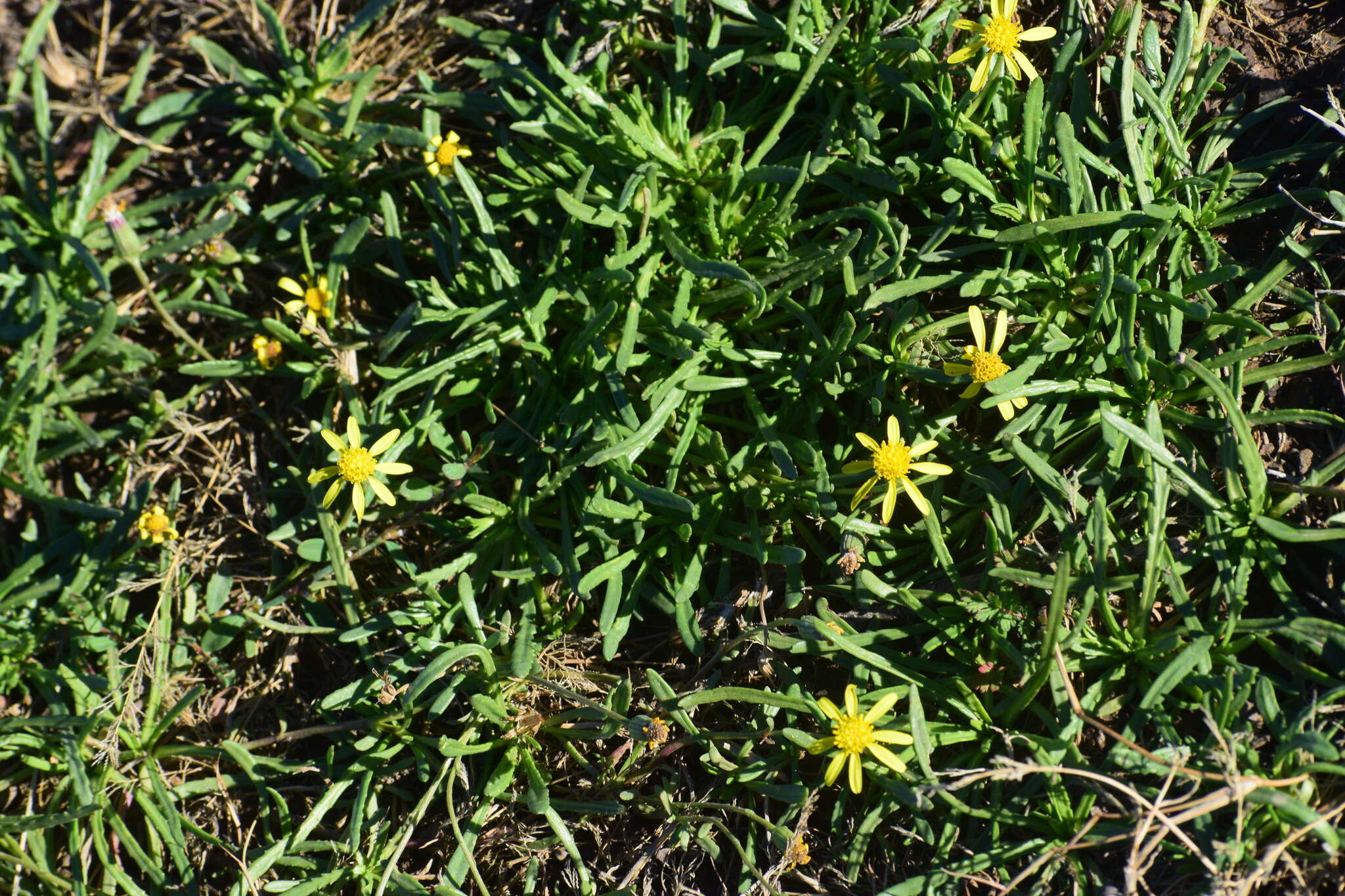 Plancia ëd Senecio asperulus DC.